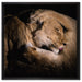 Männer & Frauen Löwe kuscheln auf Leinwandbild Quadratisch gerahmt Größe 60x60