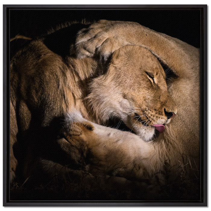 Männer & Frauen Löwe kuscheln auf Leinwandbild Quadratisch gerahmt Größe 70x70