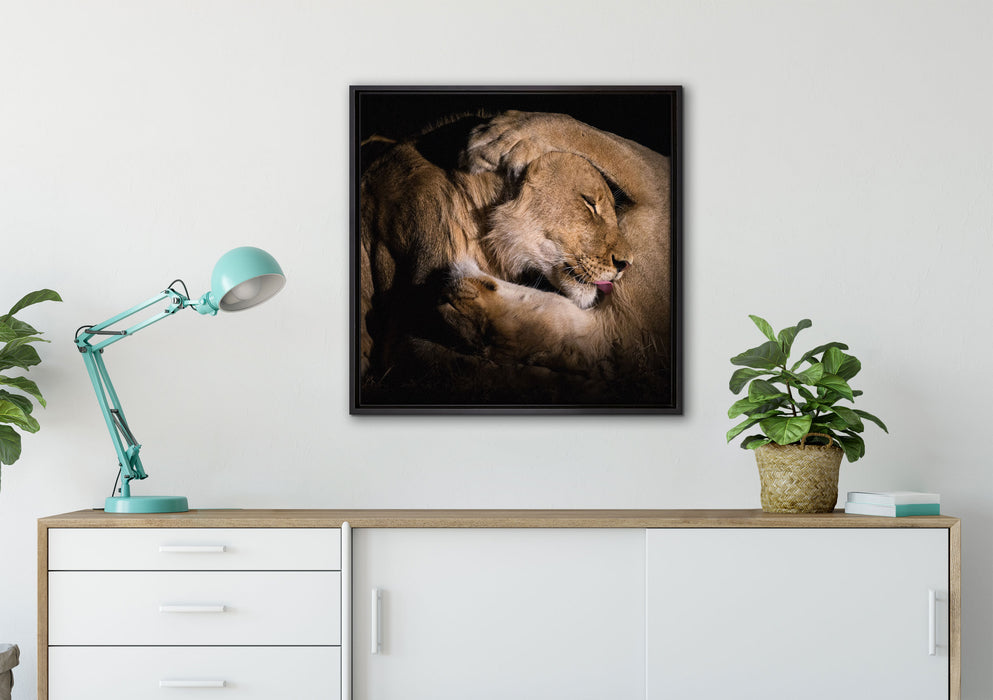 Männer & Frauen Löwe kuscheln auf Leinwandbild gerahmt Quadratisch verschiedene Größen im Wohnzimmer