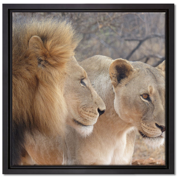 stolzes Löwenpaar auf Leinwandbild Quadratisch gerahmt Größe 40x40