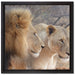 stolzes Löwenpaar auf Leinwandbild Quadratisch gerahmt Größe 40x40