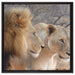 stolzes Löwenpaar auf Leinwandbild Quadratisch gerahmt Größe 60x60