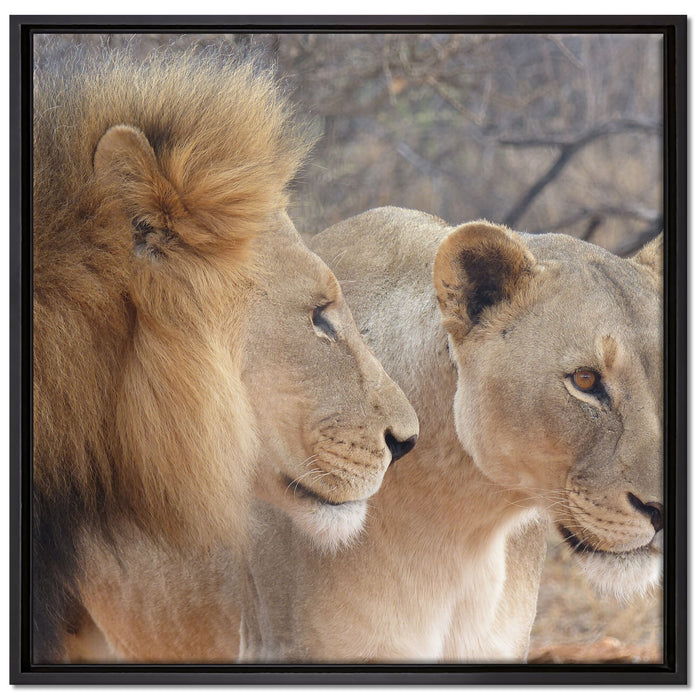 stolzes Löwenpaar auf Leinwandbild Quadratisch gerahmt Größe 70x70