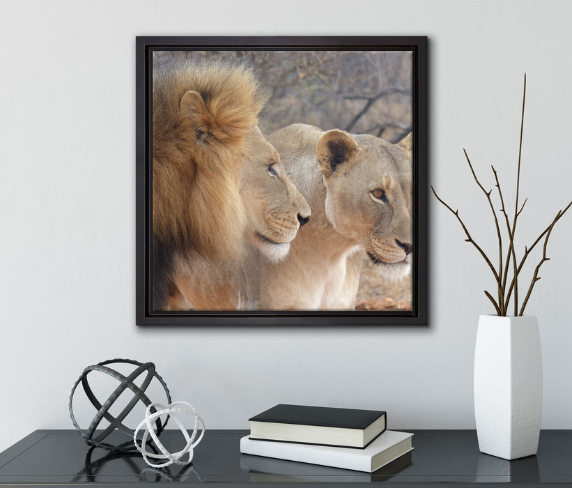 stolzes Löwenpaar  auf Leinwandbild Quadratisch gerahmt mit Kirschblüten