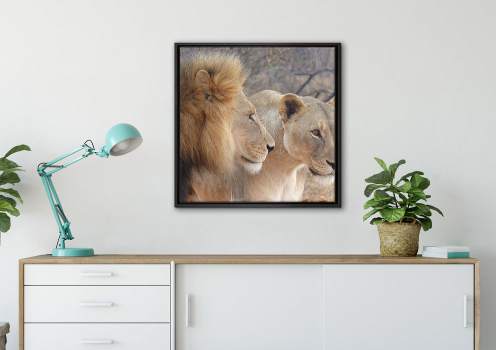 stolzes Löwenpaar auf Leinwandbild gerahmt Quadratisch verschiedene Größen im Wohnzimmer