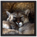 verschlafenes Puma Paar auf Leinwandbild Quadratisch gerahmt Größe 40x40