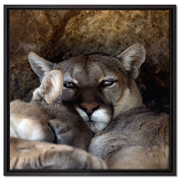 verschlafenes Puma Paar auf Leinwandbild Quadratisch gerahmt Größe 60x60