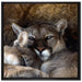 verschlafenes Puma Paar auf Leinwandbild Quadratisch gerahmt Größe 70x70
