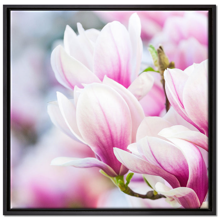 zarte rosa farbende Blüten auf Leinwandbild Quadratisch gerahmt Größe 70x70