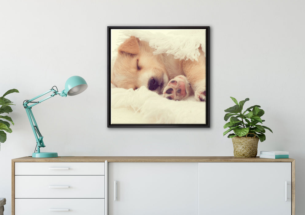 kleiner schlafender Welpe auf Leinwandbild gerahmt Quadratisch verschiedene Größen im Wohnzimmer