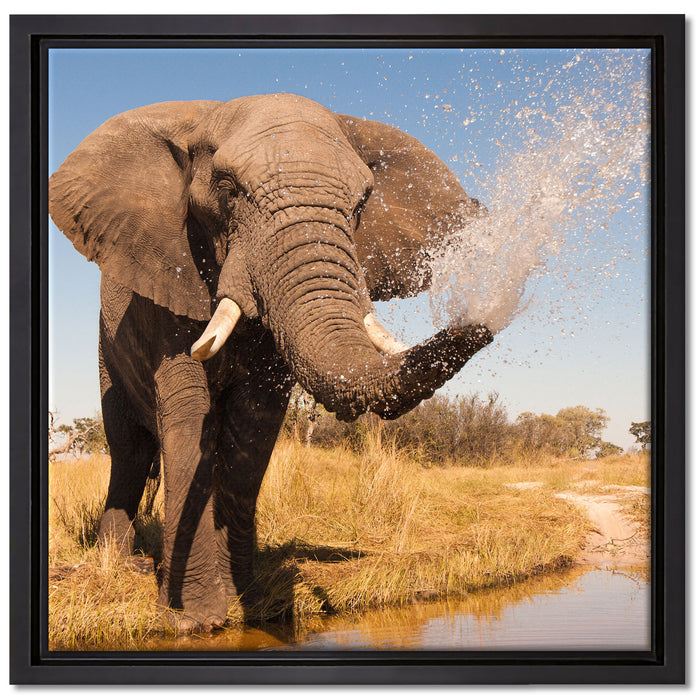 schöner Elefant spritzt mit Wasser auf Leinwandbild Quadratisch gerahmt Größe 40x40