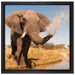 schöner Elefant spritzt mit Wasser auf Leinwandbild Quadratisch gerahmt Größe 40x40
