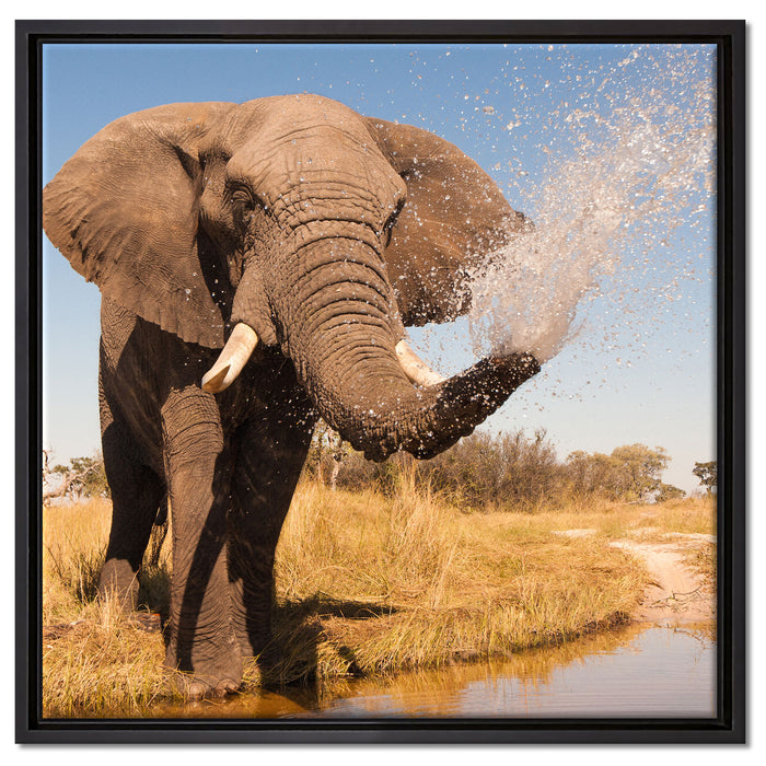 schöner Elefant spritzt mit Wasser auf Leinwandbild Quadratisch gerahmt Größe 60x60