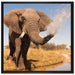 schöner Elefant spritzt mit Wasser auf Leinwandbild Quadratisch gerahmt Größe 70x70