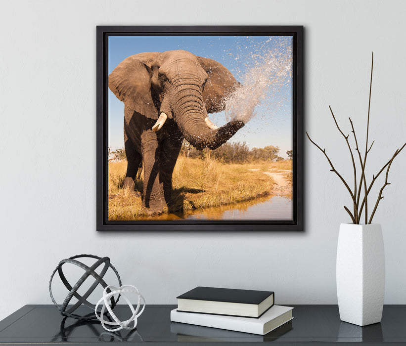 schöner Elefant spritzt mit Wasser  auf Leinwandbild Quadratisch gerahmt mit Kirschblüten