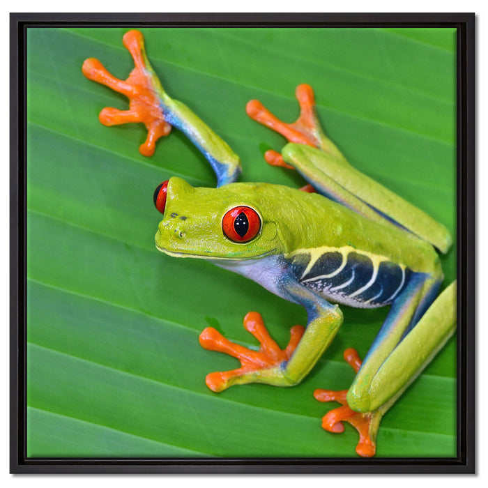 kleiner grüner Frosch auf Blatt auf Leinwandbild Quadratisch gerahmt Größe 60x60