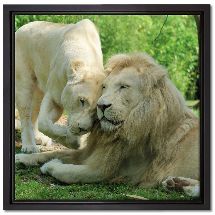 verliebtes Löwenpaar auf Leinwandbild Quadratisch gerahmt Größe 40x40