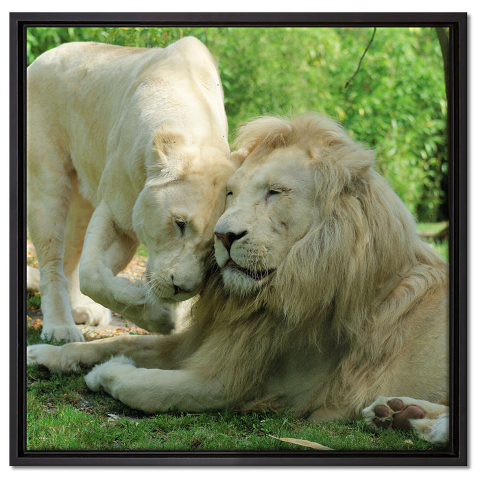 verliebtes Löwenpaar auf Leinwandbild Quadratisch gerahmt Größe 60x60