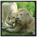 verliebtes Löwenpaar auf Leinwandbild Quadratisch gerahmt Größe 70x70