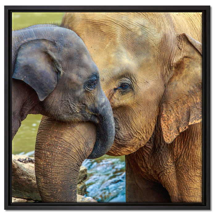 Elefantenmutter mit Kalb auf Leinwandbild Quadratisch gerahmt Größe 60x60