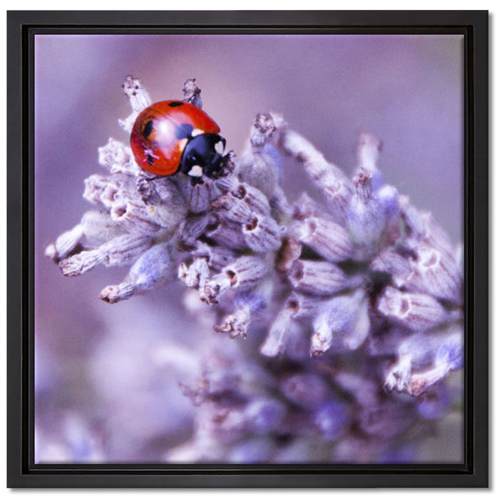 kleiner Marienkäfer auf Lavendel auf Leinwandbild Quadratisch gerahmt Größe 40x40