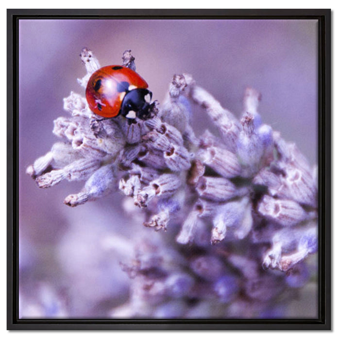 kleiner Marienkäfer auf Lavendel auf Leinwandbild Quadratisch gerahmt Größe 60x60