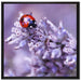kleiner Marienkäfer auf Lavendel auf Leinwandbild Quadratisch gerahmt Größe 70x70