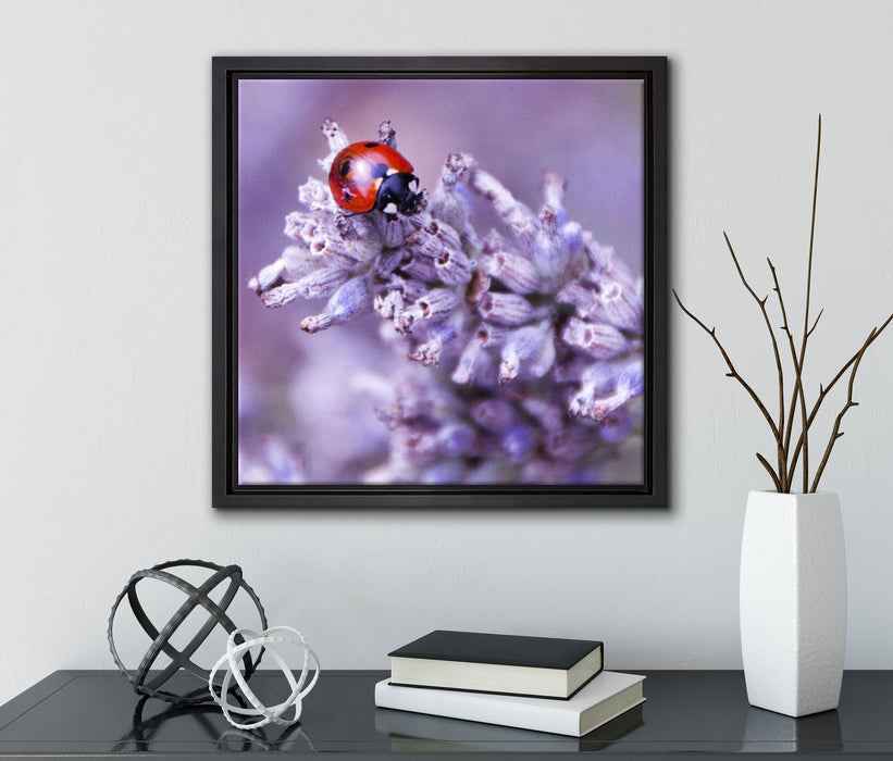 kleiner Marienkäfer auf Lavendel  auf Leinwandbild Quadratisch gerahmt mit Kirschblüten