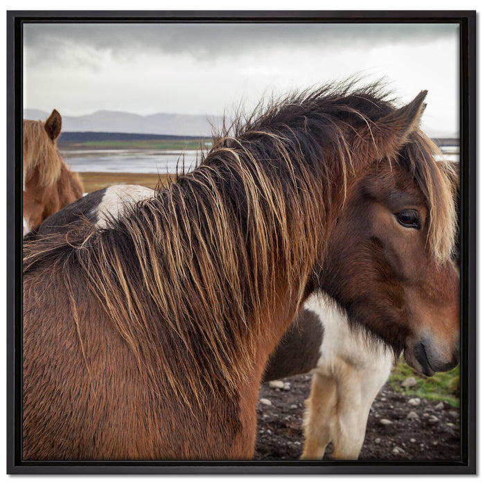Herde aus schönen Wildpferden auf Leinwandbild Quadratisch gerahmt Größe 70x70