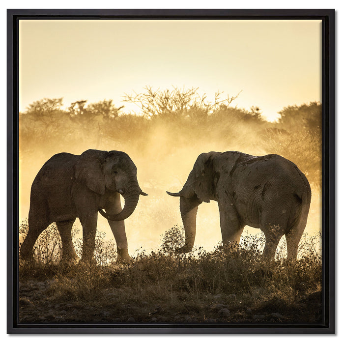 kämpfende Elefanten auf Leinwandbild Quadratisch gerahmt Größe 60x60