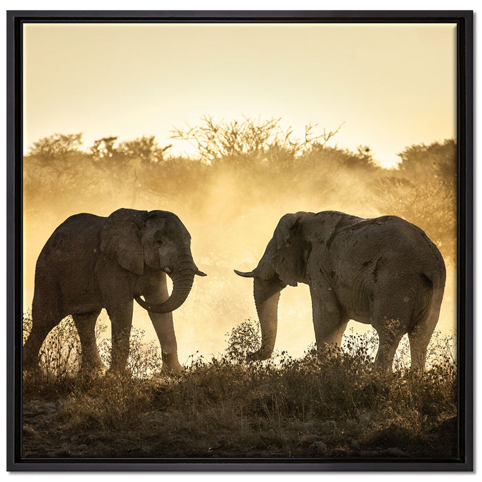 kämpfende Elefanten auf Leinwandbild Quadratisch gerahmt Größe 70x70