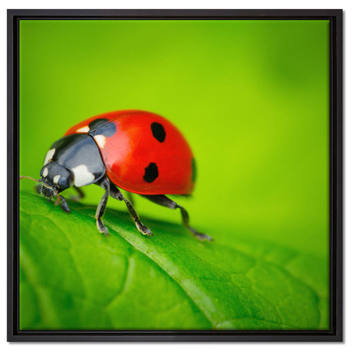 Marienkäfer auf Blatt auf Leinwandbild Quadratisch gerahmt Größe 60x60