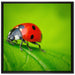 Marienkäfer auf Blatt auf Leinwandbild Quadratisch gerahmt Größe 70x70