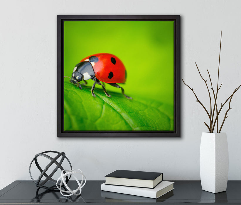 Marienkäfer auf Blatt  auf Leinwandbild Quadratisch gerahmt mit Kirschblüten
