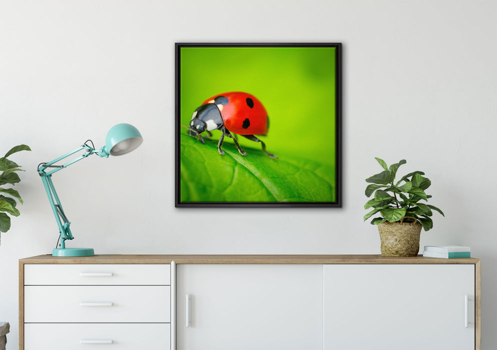 Marienkäfer auf Blatt auf Leinwandbild gerahmt Quadratisch verschiedene Größen im Wohnzimmer
