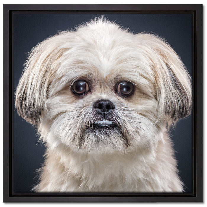lustiger kleiner Hund auf Leinwandbild Quadratisch gerahmt Größe 40x40
