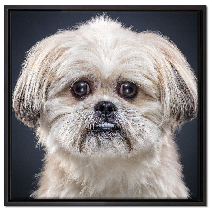 lustiger kleiner Hund auf Leinwandbild Quadratisch gerahmt Größe 60x60
