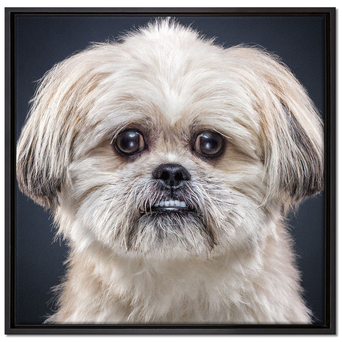 lustiger kleiner Hund auf Leinwandbild Quadratisch gerahmt Größe 70x70