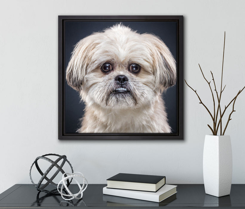 lustiger kleiner Hund  auf Leinwandbild Quadratisch gerahmt mit Kirschblüten