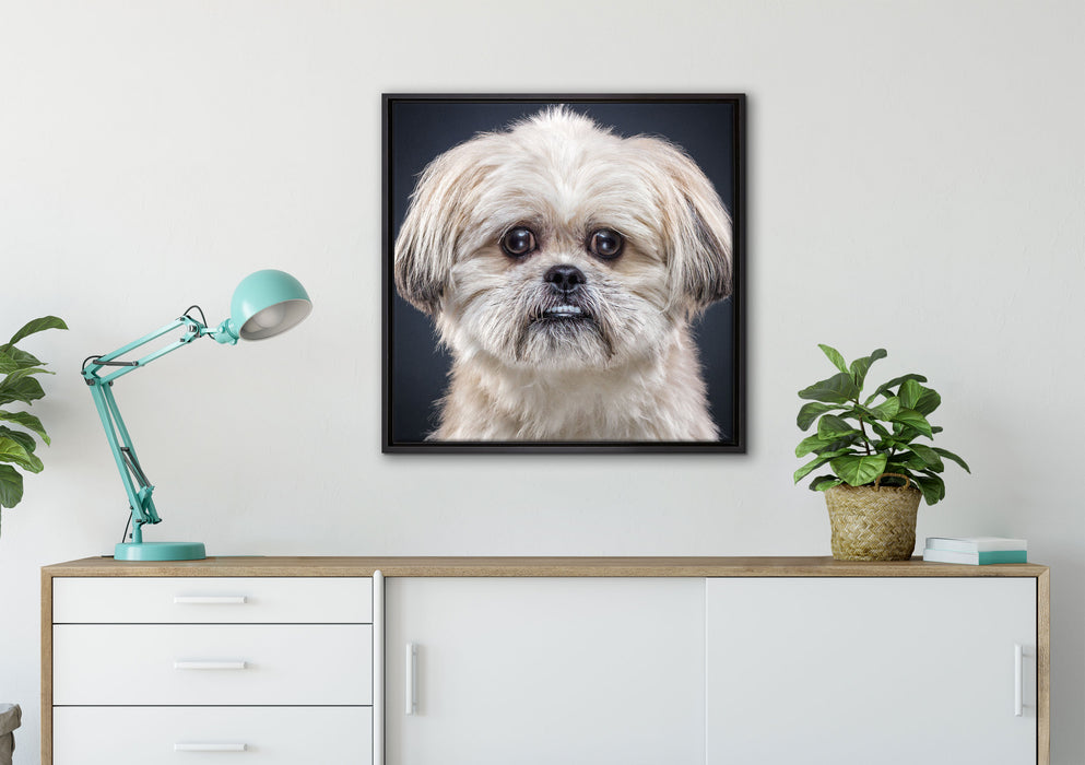 lustiger kleiner Hund auf Leinwandbild gerahmt Quadratisch verschiedene Größen im Wohnzimmer