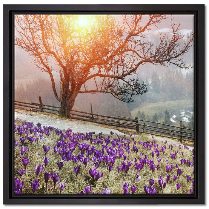 Krokusswiese in Gebirge auf Leinwandbild Quadratisch gerahmt Größe 40x40