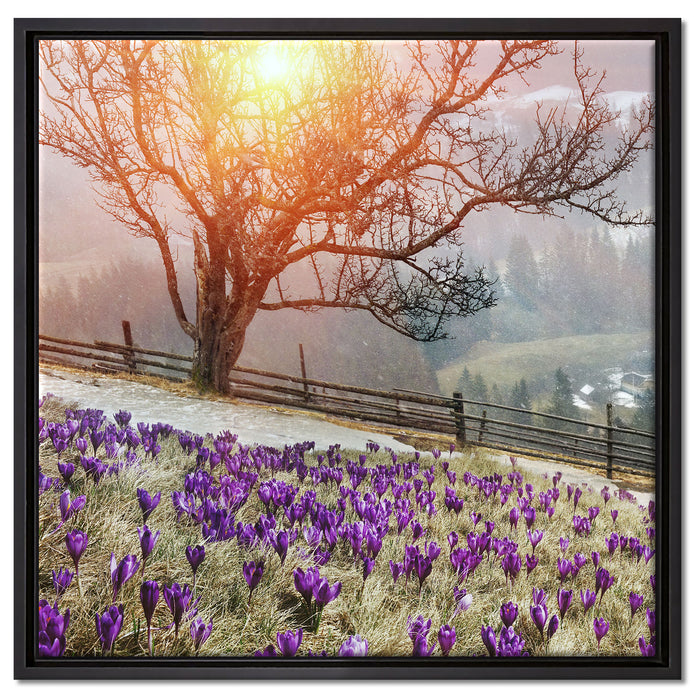 Krokusswiese in Gebirge auf Leinwandbild Quadratisch gerahmt Größe 60x60