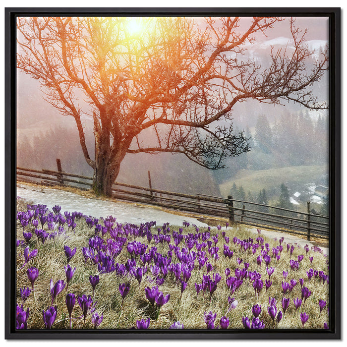 Krokusswiese in Gebirge auf Leinwandbild Quadratisch gerahmt Größe 70x70