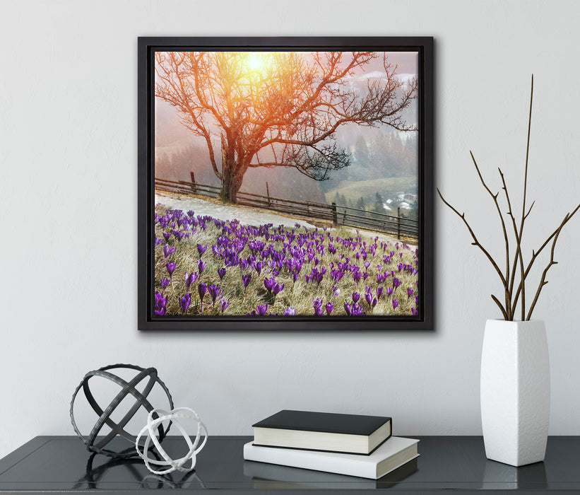 Krokusswiese in Gebirge  auf Leinwandbild Quadratisch gerahmt mit Kirschblüten