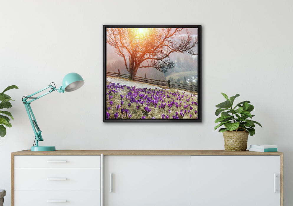 Krokusswiese in Gebirge auf Leinwandbild gerahmt Quadratisch verschiedene Größen im Wohnzimmer