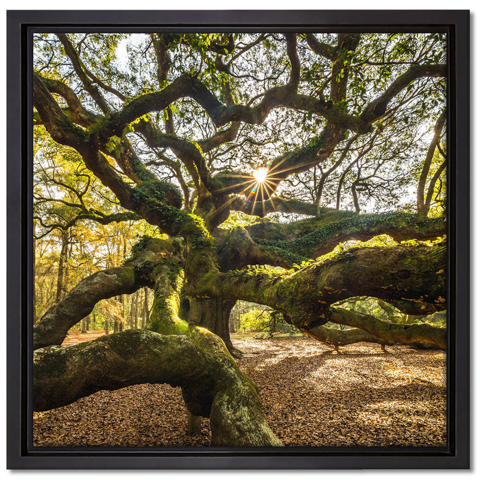 gigantisch verzweigter Baum auf Leinwandbild Quadratisch gerahmt Größe 40x40