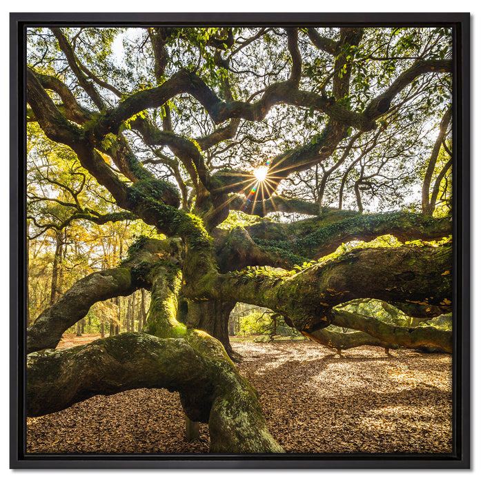 gigantisch verzweigter Baum auf Leinwandbild Quadratisch gerahmt Größe 60x60