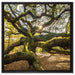 gigantisch verzweigter Baum auf Leinwandbild Quadratisch gerahmt Größe 60x60