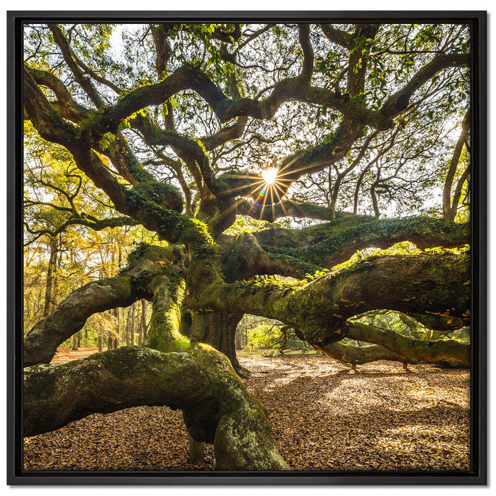 gigantisch verzweigter Baum auf Leinwandbild Quadratisch gerahmt Größe 70x70