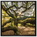 gigantisch verzweigter Baum auf Leinwandbild Quadratisch gerahmt Größe 70x70